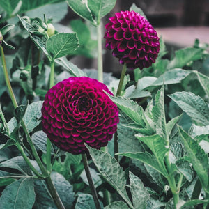 Rocco - Mount Mera Botanical - Dahlia