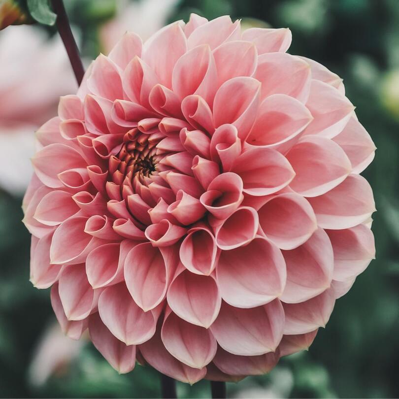 Romance - Mount Mera Botanical - Dahlia