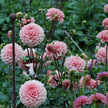Romance - Mount Mera Botanical - Dahlia