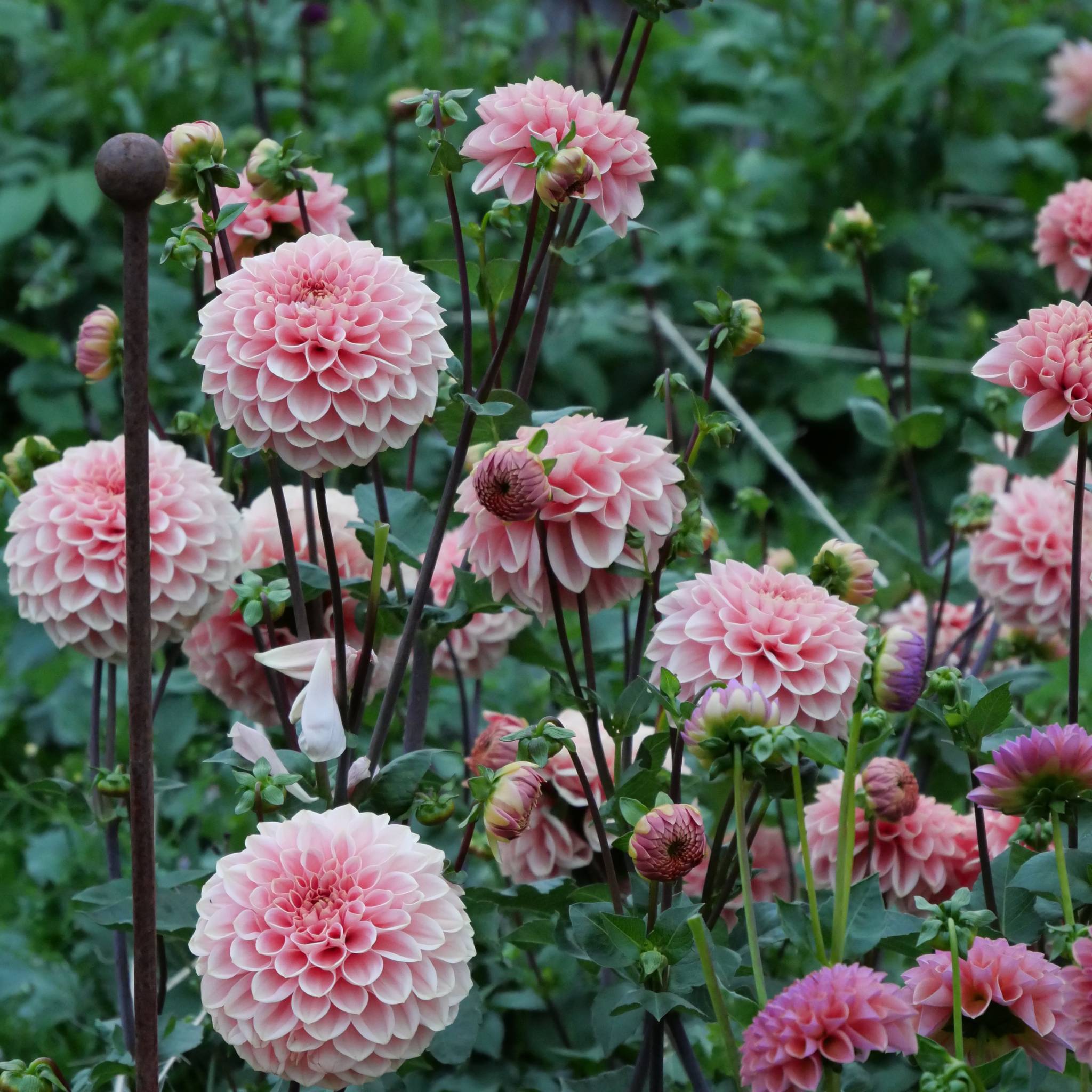 Romance - Mount Mera Botanical - Dahlia