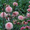 Romance - Mount Mera Botanical - Dahlia