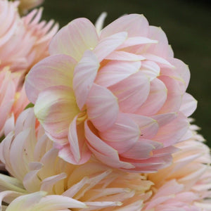 Rosmary Webb - Mount Mera Botanical - Dahlia