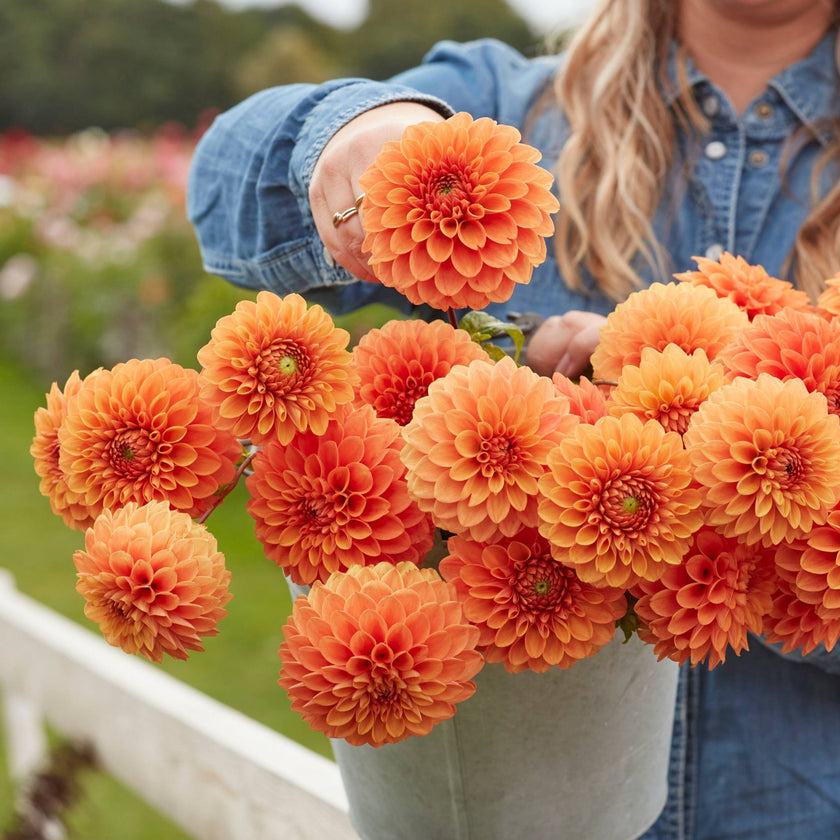 Ruth Ann - Mount Mera Botanical - Dahlia