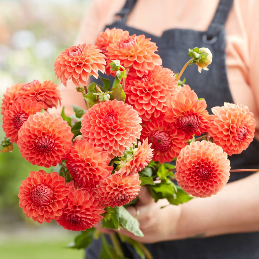 Safe Shot - Mount Mera Botanical - Dahlia