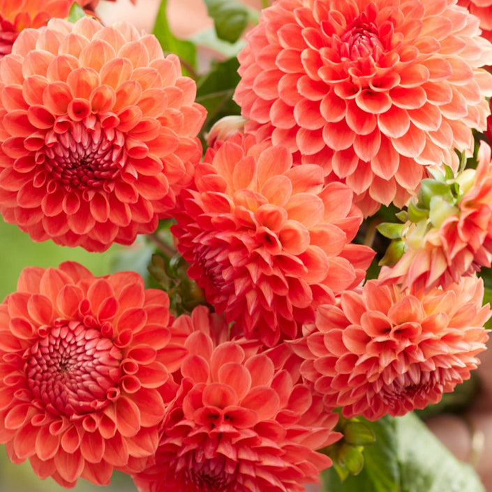 Safe Shot - Mount Mera Botanical - Dahlia