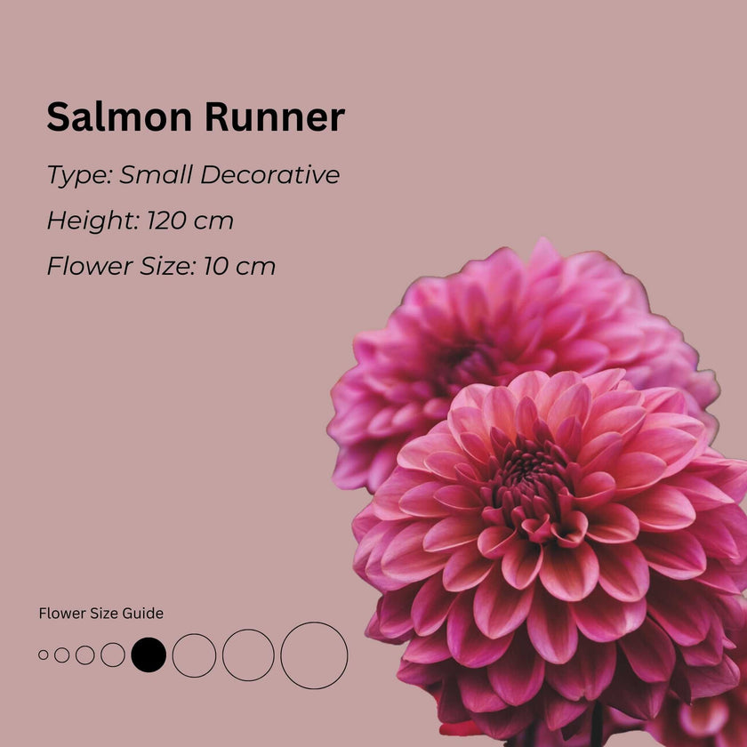 Salmon Runner* - Mount Mera Botanical - Dahlia