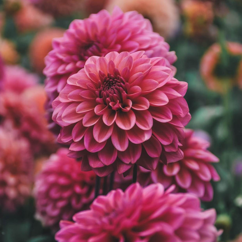 Salmon Runner - Mount Mera Botanical - Dahlia