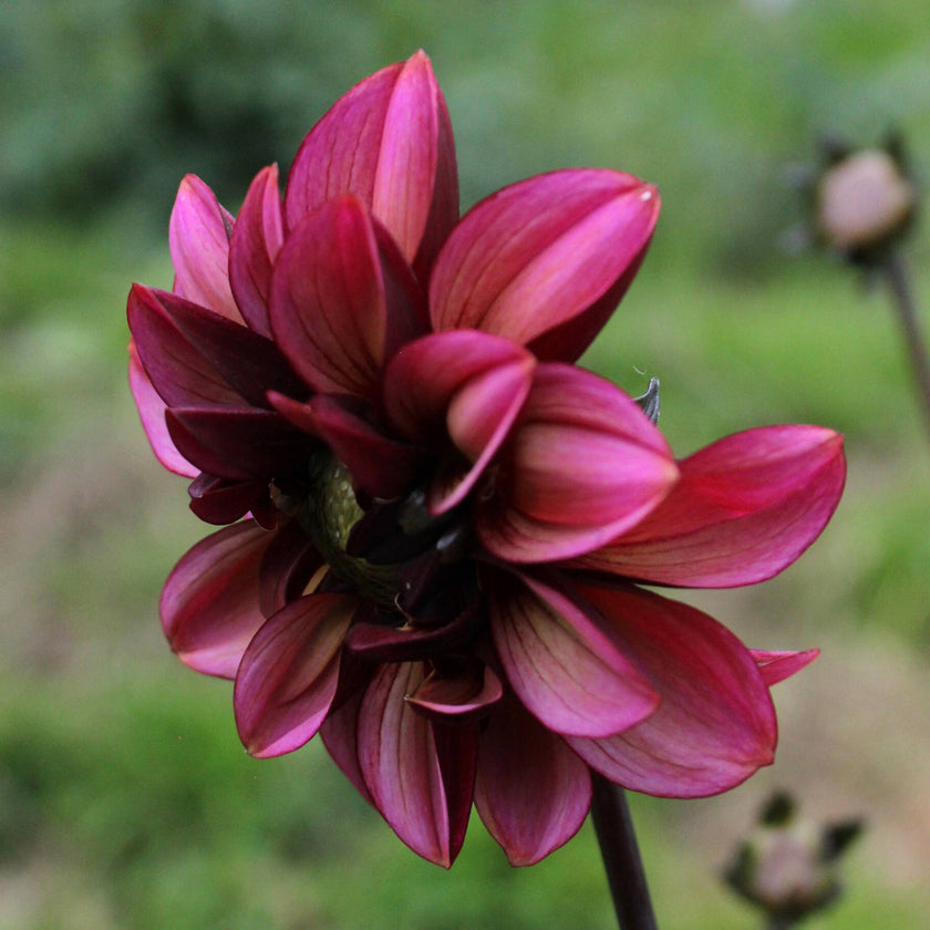 Seniors Hope - Mount Mera Botanical - Dahlia