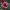 Seniors Hope - Mount Mera Botanical - Dahlia