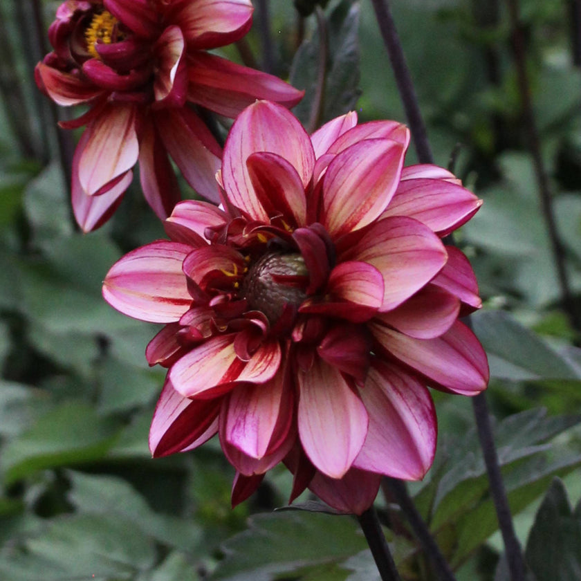 Seniors Hope - Mount Mera Botanical - Dahlia