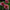 Seniors Hope - Mount Mera Botanical - Dahlia