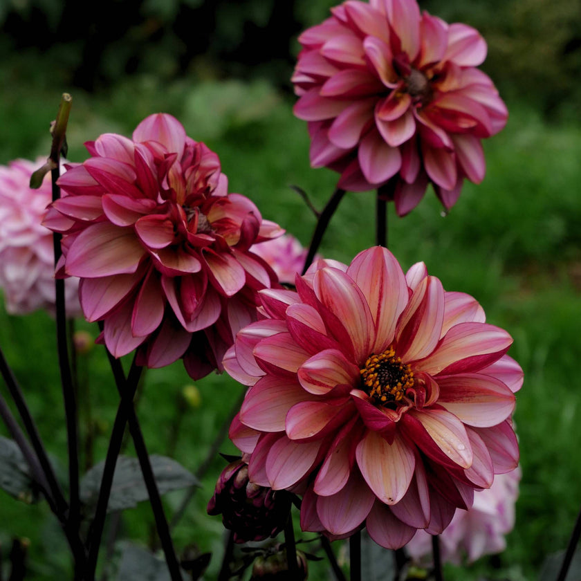 Seniors Hope - Mount Mera Botanical - Dahlia