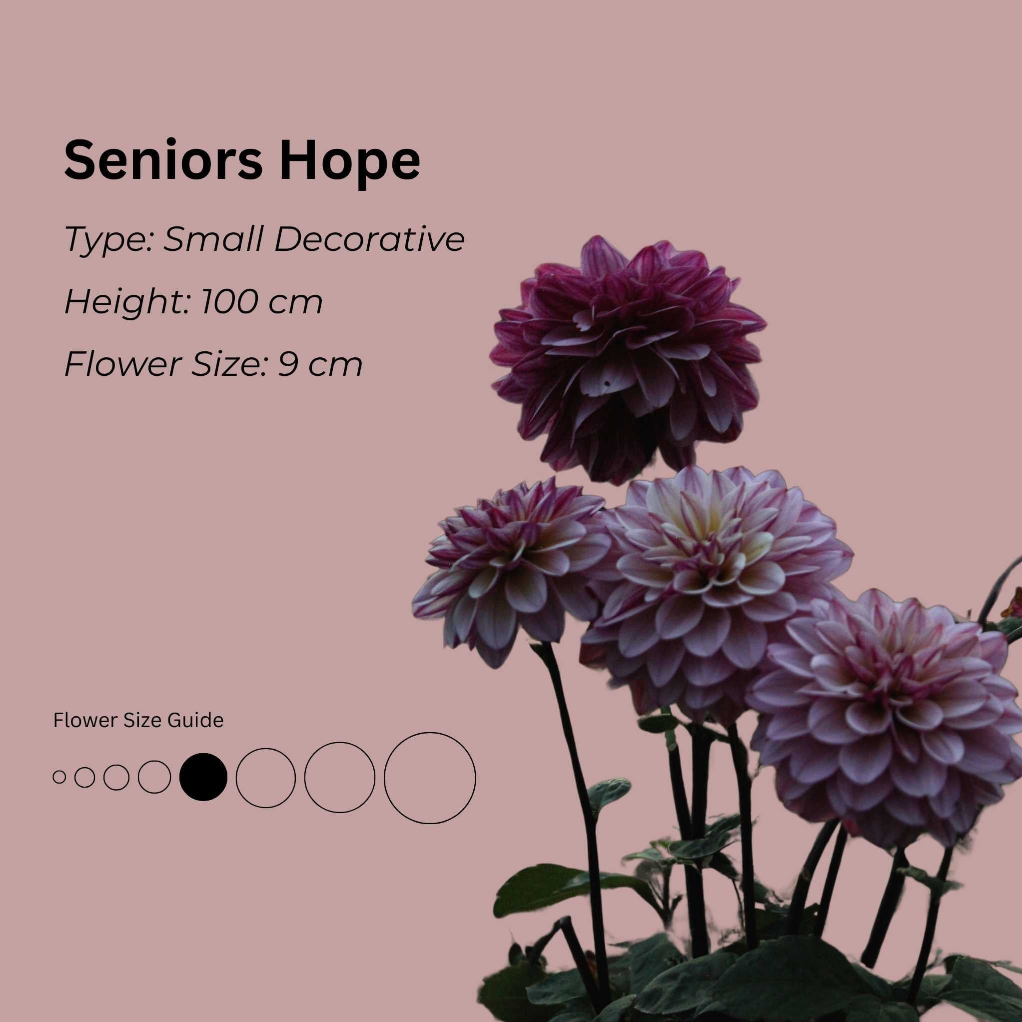 Seniors Hope* - Mount Mera Botanical - Dahlia