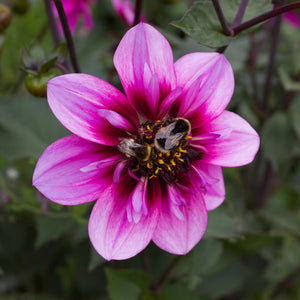 Skyfall - Mount Mera Botanical - Dahlia