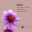 Skyfall * - Mount Mera Botanical - Dahlia
