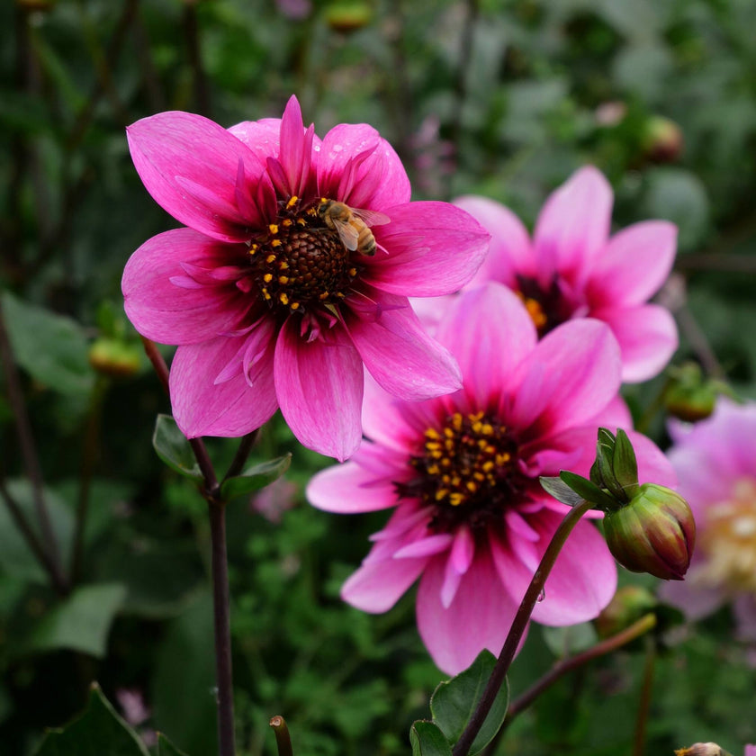 Skyfall - Mount Mera Botanical - Dahlia