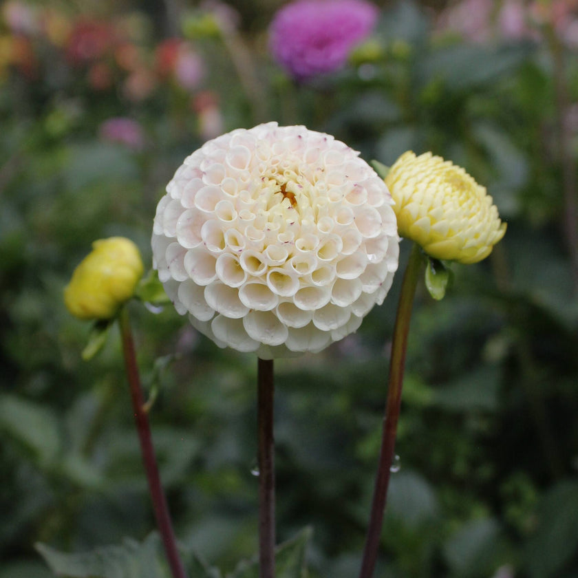Small World (Bowen) - Mount Mera Botanical - Dahlia