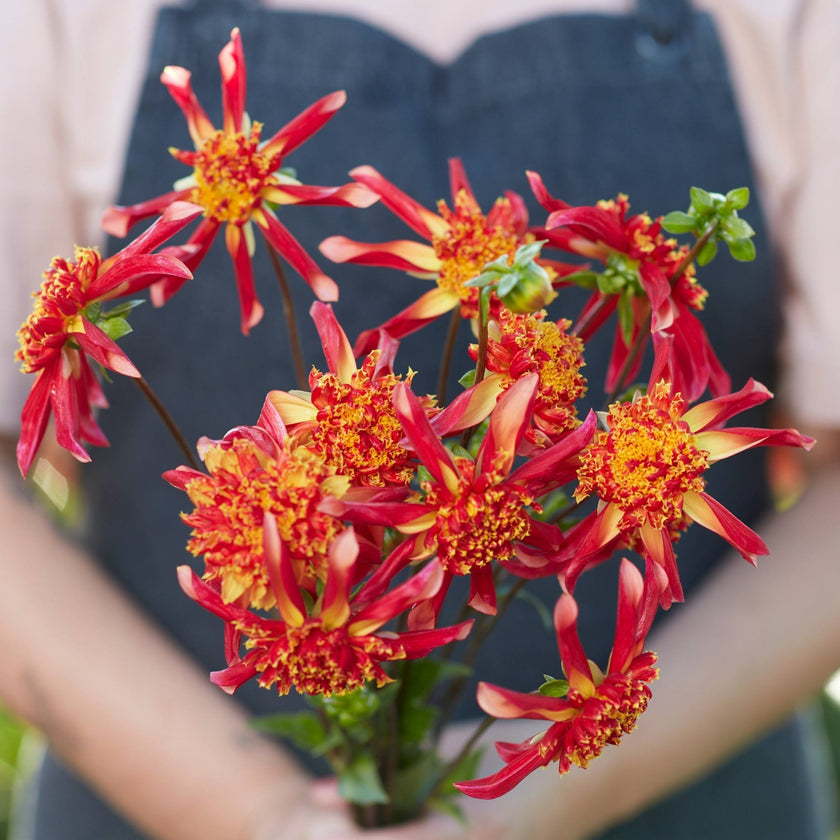 Sparkle Octopus - Mount Mera Botanical - Dahlia