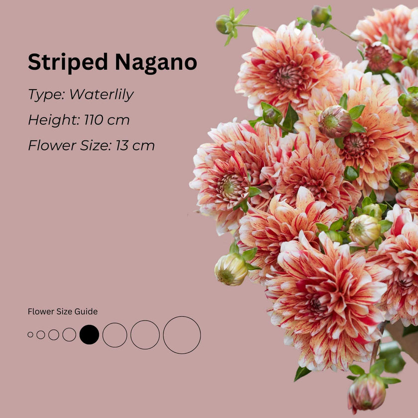 Striped Nagano* - Mount Mera Botanical - Dahlia