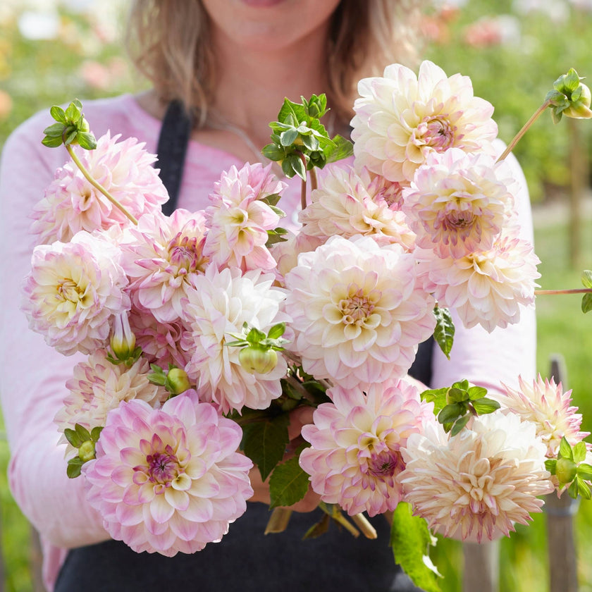 Sturm Kika - Mount Mera Botanical - Dahlia
