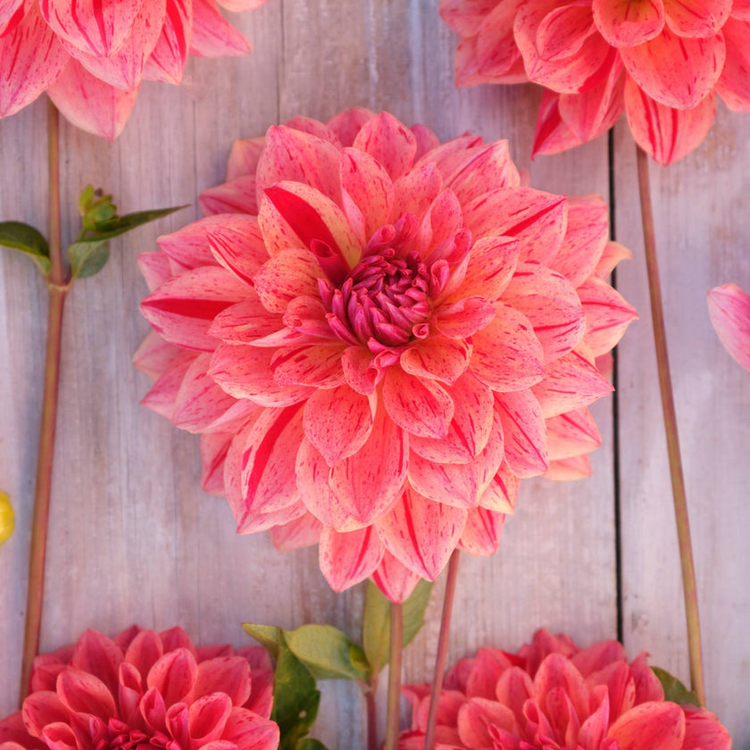 Sturm Princess - Mount Mera Botanical - Dahlia