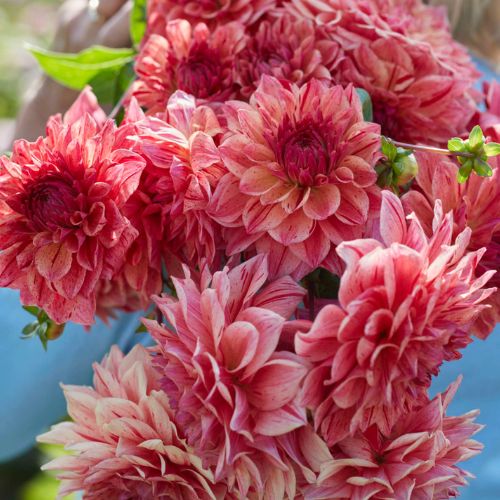 Sturm Princess - Mount Mera Botanical - Dahlia