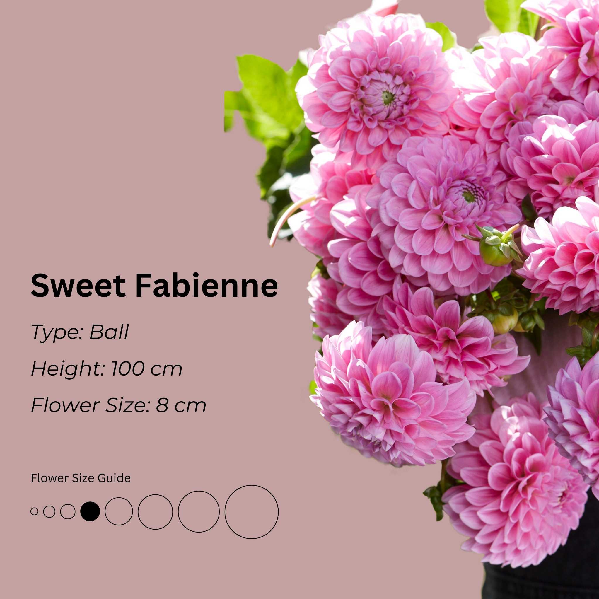 Sweet Fabienne* - Mount Mera Botanical - Dahlia