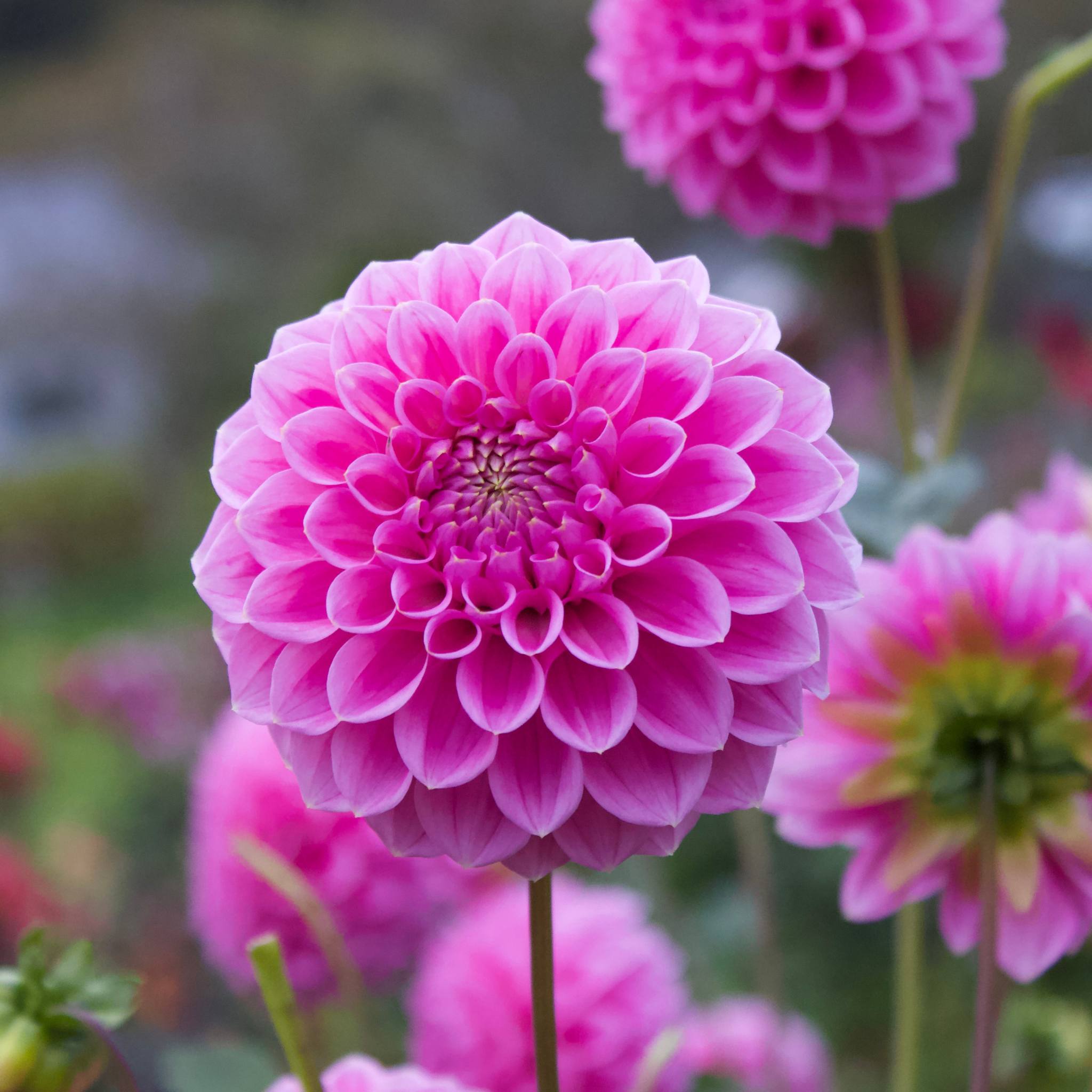 Sweet Fabienne - Mount Mera Botanical - Dahlia