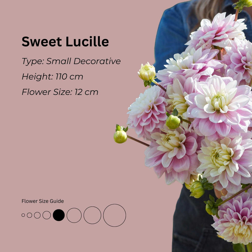 Sweet Lucille* - Mount Mera Botanical - Dahlia