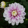 Sweet Lucille - Mount Mera Botanical - Dahlia