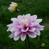 Sweet Lucille - Mount Mera Botanical - Dahlia