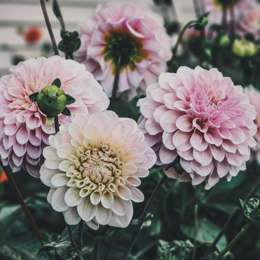 Sweet Nathalie - Mount Mera Botanical - Dahlia