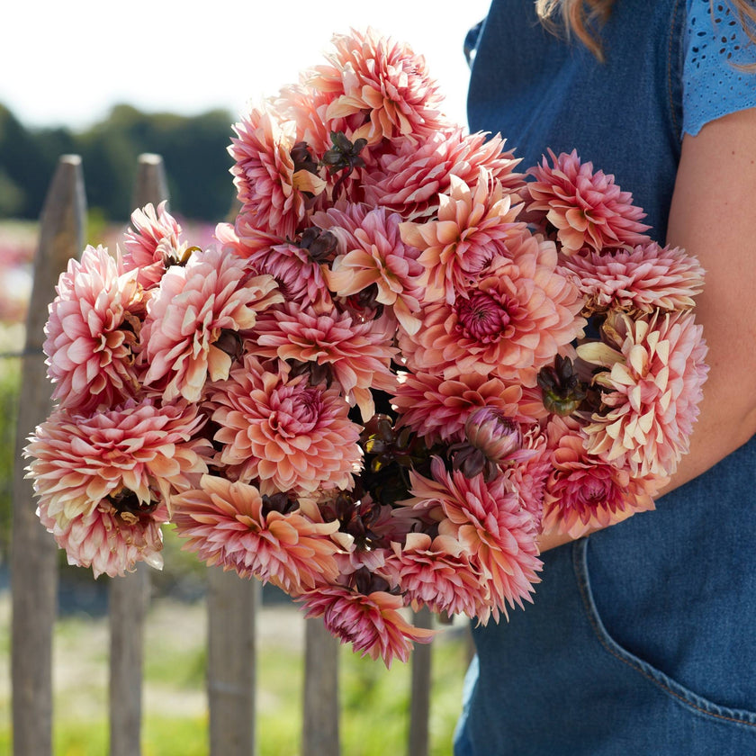 Sweet Sanne - Mount Mera Botanical - Dahlia