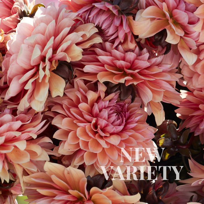 Sweet Sanne - Mount Mera Botanical - Dahlia