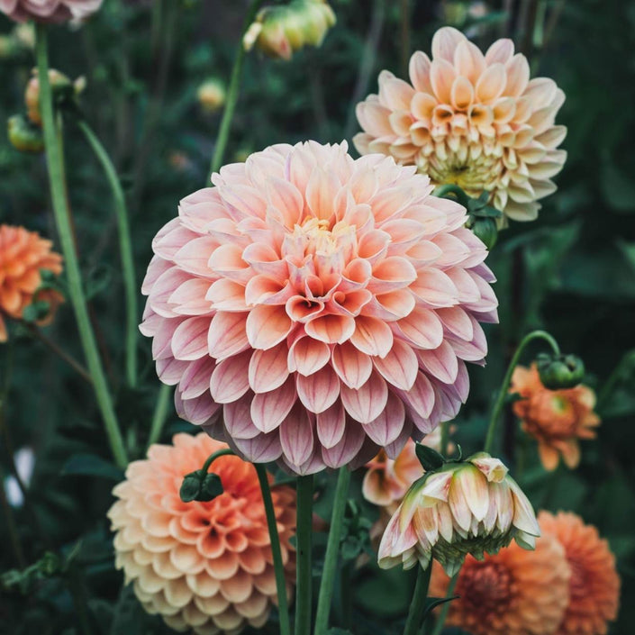 Sweet Suzanne - Mount Mera Botanical - Dahlia