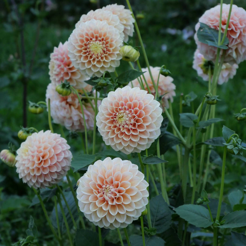 Sweet Suzanne - Mount Mera Botanical - Dahlia