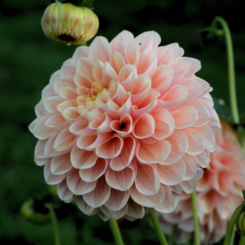 Sweet Suzanne - Mount Mera Botanical - Dahlia