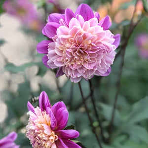 Take Off* - Mount Mera Botanical - Dahlia