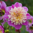 Take Off - Mount Mera Botanical - Dahlia