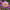 Take Off - Mount Mera Botanical - Dahlia