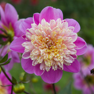 Take Off - Mount Mera Botanical - Dahlia