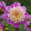 Take Off - Mount Mera Botanical - Dahlia