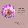 Take Off* - Mount Mera Botanical - Dahlia