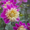 Take Off - Mount Mera Botanical - Dahlia