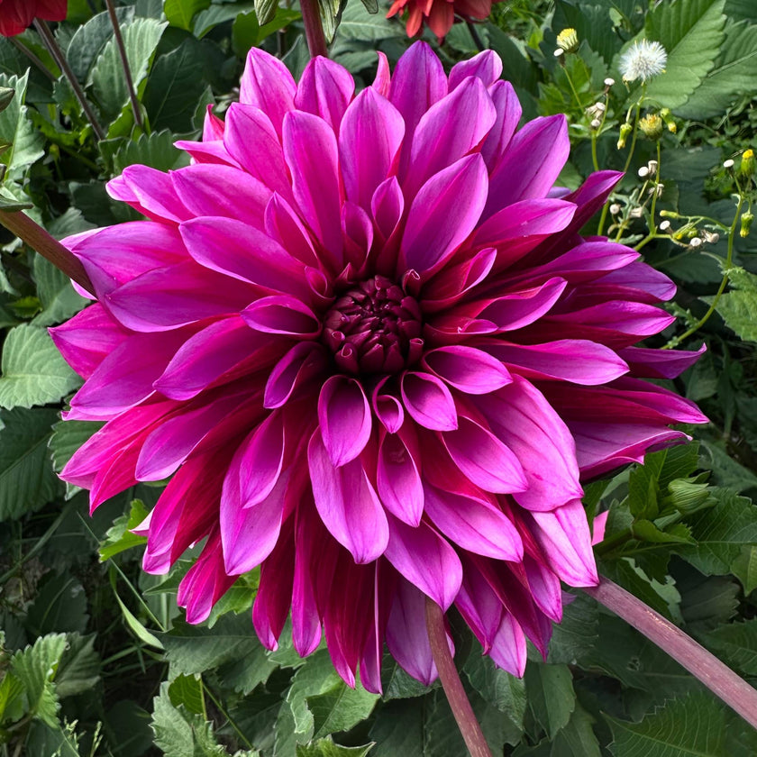Tanita - Mount Mera Botanical - Dahlia