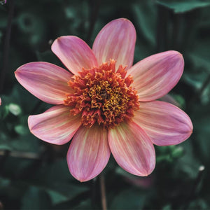 Totally Tangerine - Mount Mera Botanical - Dahlia