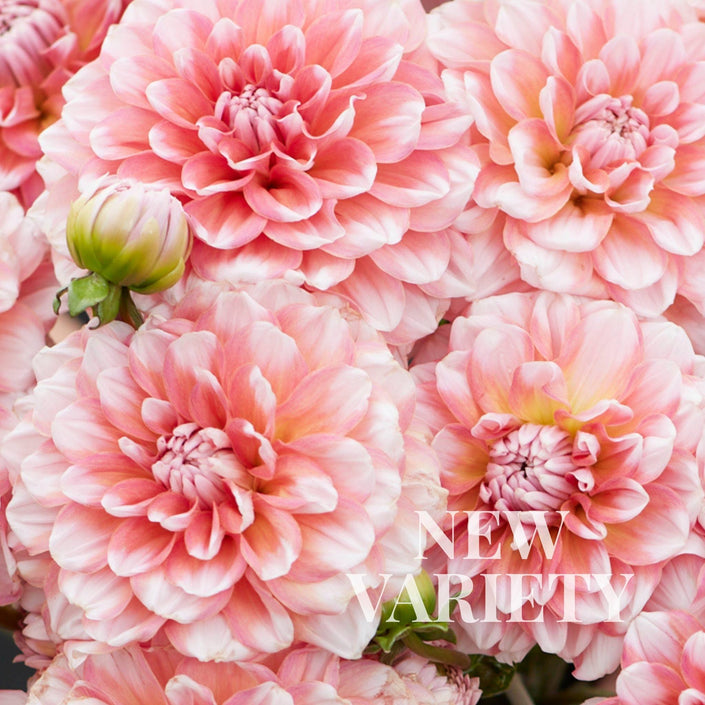 Trustfull - Mount Mera Botanical - Dahlia