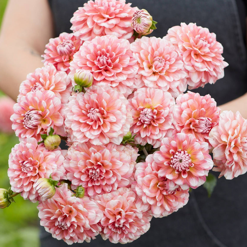 Trustfull - Mount Mera Botanical - Dahlia