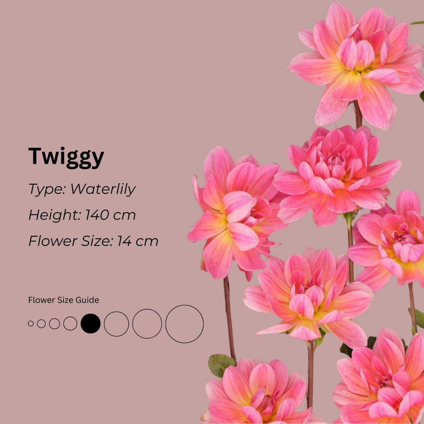 Twiggy * - Mount Mera Botanical - Dahlia