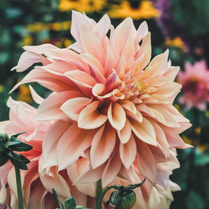 Tyrell (VIP) Limit 1 - Mount Mera Botanical - Dahlia